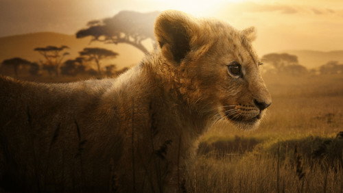 Lion 1. Sezon 1. Bölüm